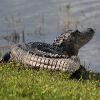 gator photo